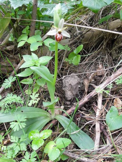 Ophrys exaltata (e confronto con O. panormitana)